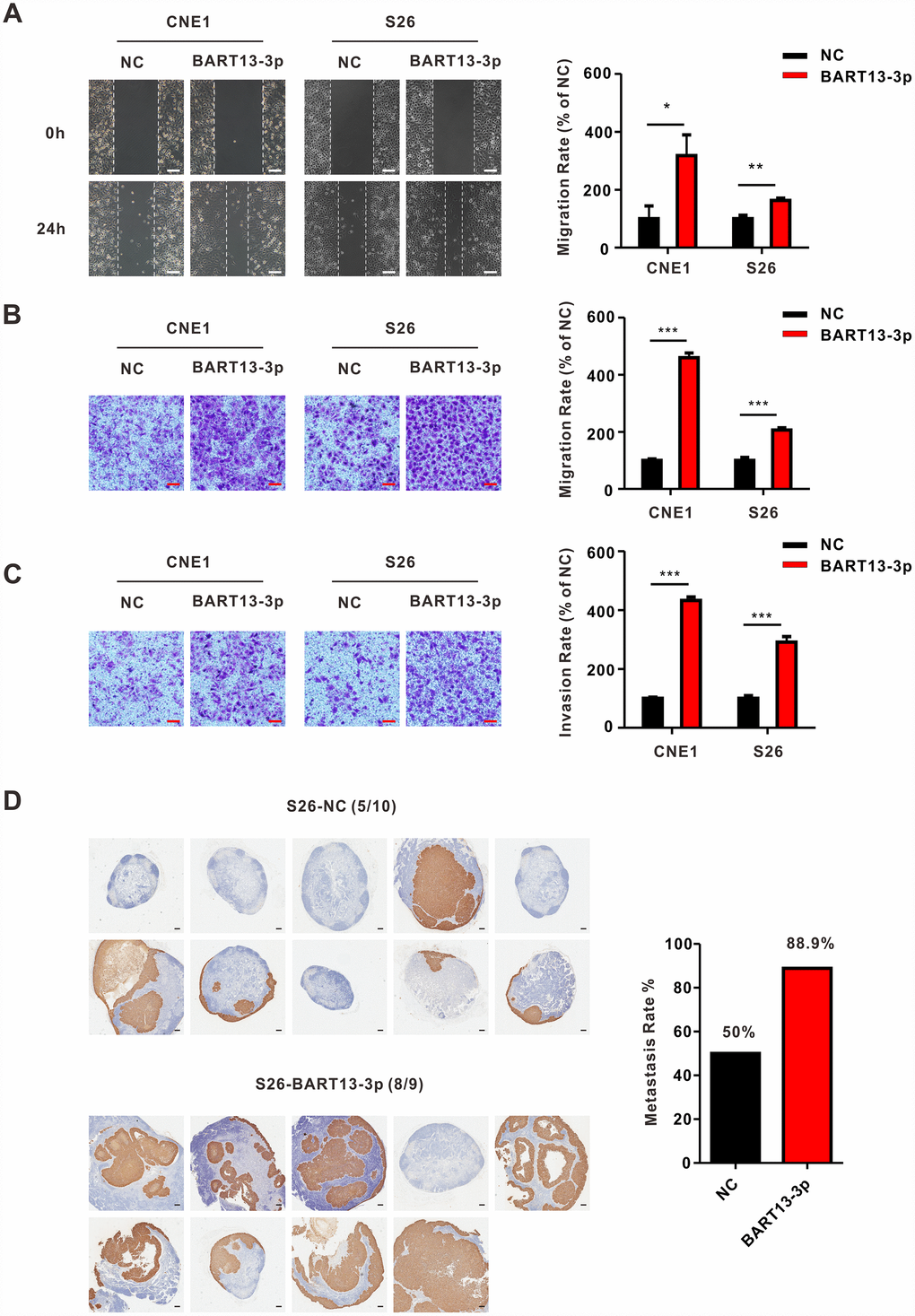 EBV-miR-BART13-3p promotes migration and invasion of NPC cells in vitro and causes enhanced metastasis of NPC cells in vivo. (A) Wound healing assay. Left panel: cell migration is measured by wound healing assay. CNE1 and S26 cells with BART13-3p overexpressed show higher migration capacity than negative control cells. Right panel: quantification of migration rate of CNE1 and S26 cells. Scale bar, 100μm. (B) Transwell migration assay. Left panel: up-regulated level of BART13-3p leads to increased migration of NPC cells using transwell assay without matrigel. Right panel: quantification of migration rate of NPC cells. Scale bar, 100μm. (C) Transwell invasion assay. Left panel: BART13-3p overexpression increases NPC cell invasion using transwell assay with matrigel. Right panel: quantification of invasion rate of NPC cells. Scale bar, 100μm. Error bars represent SEM. (D) S26-NC cells or S26-BART13-3p cells were inoculated under the right foot pads of the mice (n=8-10 per group). Popliteal lymph node metastasis on the same side were marked with immunohistochemical staining of pan-keratin. Scale bar, 200μm. (*P