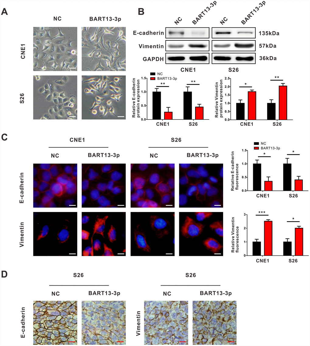 EBV-miR-BART13-3p induces EMT of NPC cells. (A) Cell morphological changes after transient transfection of BART13-3p in CNE1 and S26 cells. Scale bar, 100μm. Western blot (B), immunofluorescence (C) and immunohistochemistry (D) all showed that BART13-3p overexpression contributes to decrease of E-cadherin and increase of Vimentin in NPC cells or in NPC tumor specimens. Scale bar, 20μm (C) and 100μm (D). (*P