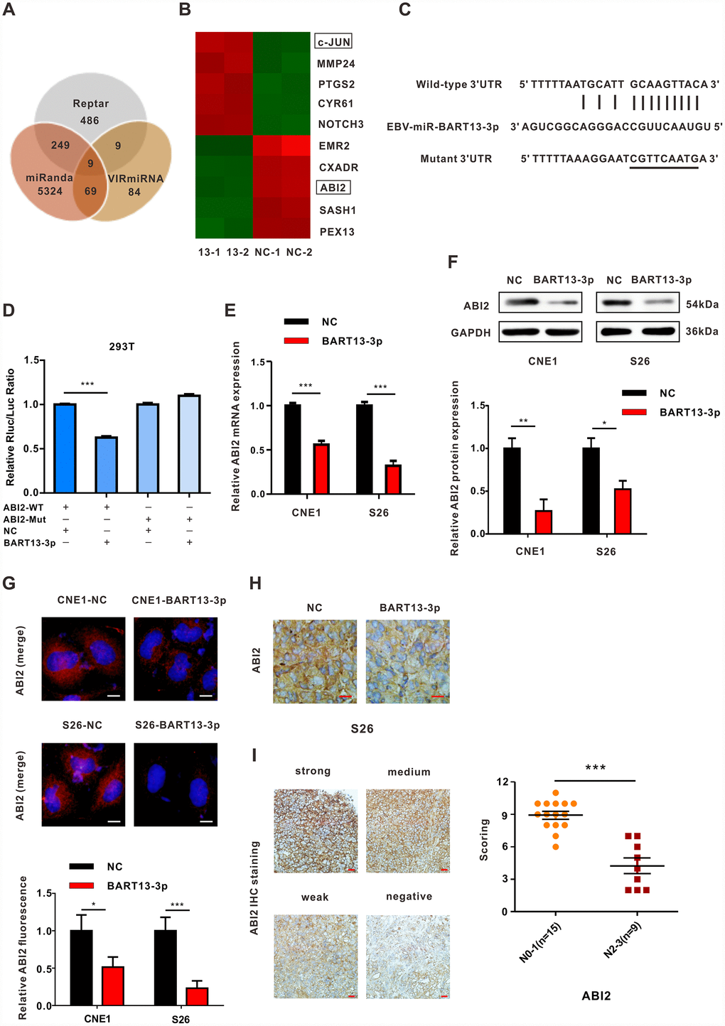 EBV-miRNA-BART13-3p directly targets the cell migration inhibitor ABI2. (A) Venn diagram of the number of target genes of BART13-3p predicted with three different databases—Reptar, miRanda and VIRmiRNA. Nine genes were predicted by all three databases, ABI2, TBC1D2B, ZNFX1, CSNK1G1, C9orf72, SLC41A1, NUFIP2, EIF5 and CCNE2. (B) Heat map obtained from mRNA microarray analysis (CNE1-BART13-3p versus CNE1-NC). CNE1 cells were transfected with BART13-3p mimics or NC for 24 h, and mRNA was isolated and then evaluated using microarray analysis. (C) Bioinformatics predictions showed the possible binding site of ABI2 3′-UTR region complementary with BART13-3p. Mutant sequences were showed as well. (D) Luciferase reporter assay. HEK293T cells were co-transfected with EBV-miR-BART13-3p NC or mimics and luciferase reporters carrying the predicted paired target site of ABI2 3′UTR (WT) or mutant (Mut). (E–G) RT-qPCR, western blot and immunofluorescence all indicated overexpression of BART13-3p contributes to decrease of ABI2 expression in NPC cells. (H) Immunohistochemistry on tumor slices of mouse models confirmed overexpression of BART13-3p reduced ABI2 expression in NPC tissues. (I) ABI2 protein expression in paraffin-embedded NPC specimens was detected by immunohistochemical staining. The staining intensity was divided into four grades, score ranging from 0 to 12. Scale bar, 20μm (G) and 100μm (H, I). Error bars represent SEM. (*P