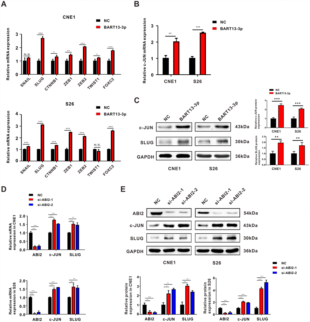 Both EBV-miR-BART13-3p overexpression and ABI2 knockdown propels EMT through c-JUN/SLUG signaling. (A) mRNA expression of common EMT-TFs regulators (SNAIL, SLUG, CTNNNB1, TWIST1, FOXC2, ZEB1 and ZEB2) were detected by RT-qPCR in CNE1 and S26 cells. (B) RT-qPCR assay showed the mRNA expression of c-JUN was up-regulated in NPC cells with high levels of BART13-3p. (C) Western blotting assay showed the protein expression of c-JUN and SLUG was up-regulated by BART13-3p. (D, E) Knockdown of ABI2 by siRNA increased both mRNA and protein expression of c-JUN and SLUG. Error bars represent SEM. (*P0.05).