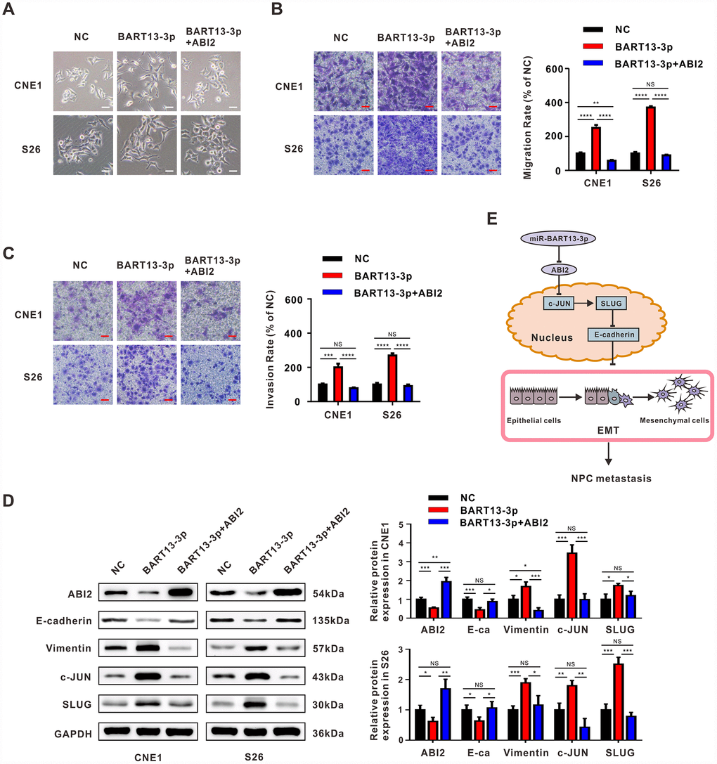 Restitution of ABI2 rescues the phenotypes generated by EBV-miR-BART13-3p. (A) Restoration of ABI2 reversed the morphological changes of NPC cells induced by BART13. (B) Restitution of ABI2 increased the protein expression of E-cadherin and reduced Vimentin expression in NPC cells with elevated level of BART13-3p measured by western blot. Meanwhile, c-JUN/SLUG signaling was also reversed. (C, D) Transwell migration assay and invasion assay validated that reconstitution of ABI2 reduced the cell migration and invasion of BART13-3p up-regulated NPC cells. (E) A schematic of BART13-3p inducing increased c-JUN/SLUG signaling and leading to EMT of NPC cells mediated by ABI2. Scale bar, 100μm. Error bars represent SEM. (*P