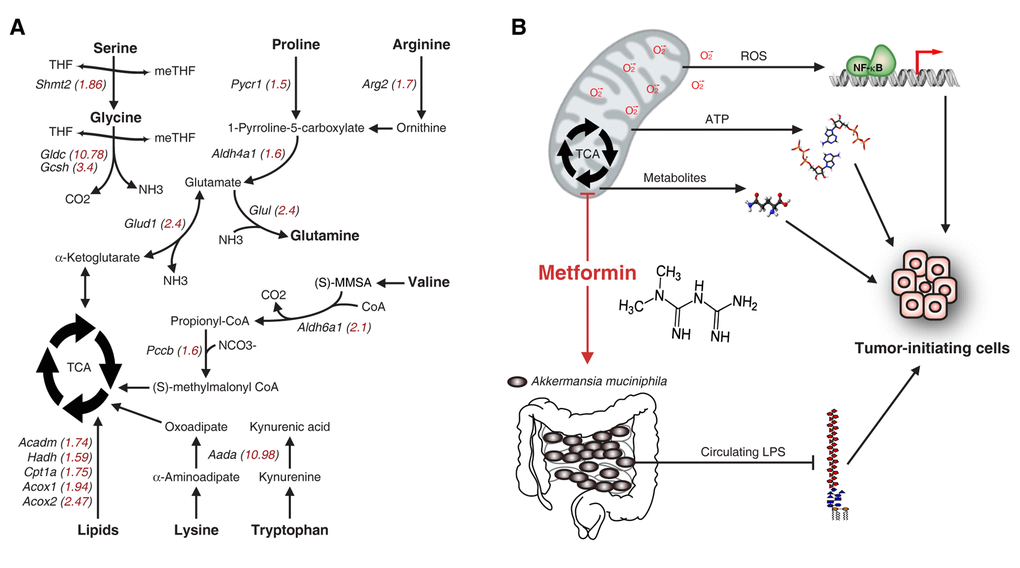 Mitochondrial metabolism and possible mechanisms of metformin sensitivity in pancreatic tumor-initiating cells. (A) Increased mitochondrial gene expression in pancreatic cancer cells compared to PanIN cells. An analysis by microarray was performed as described in Deschenes-Simard et al. and analysed with the FlexArray 1.6.3 software (GEO accession number: GSE57566). The fold increase of relative mRNA levels is indicated in red inside brackets. (B) Potential mechanisms explaining the specific toxicity of metformin on tumor-initiating cells. The inhibition of the TCA cycle by metformin may; impair ROS-dependent signaling, induce bioenergetic stress and reduce the production of critical metabolites required for tumor-initiating cell survival. In addition, metformin may increase the abundance of Akkermansia muciniphila in the gastrointestinal tract, thus protecting against the translocation of LPS in the systemic circulation.