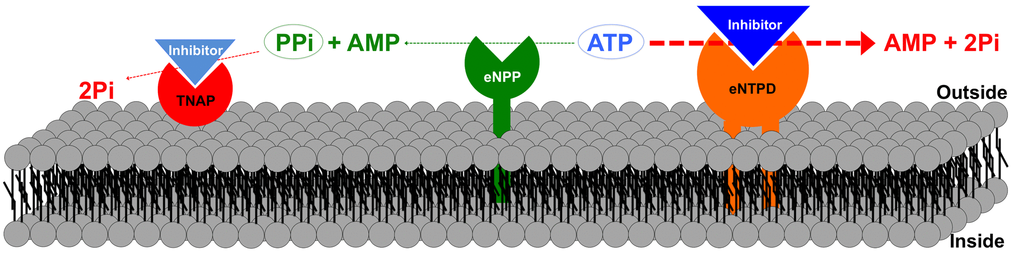 Schematic representation of extracellular pyrophosphate metabolism. Ectonucleotide pyrophosphatase phosphodiesterase (eNPP) hydrolyzes adenosine triphosphate (ATP) to release adenosine monophosphate (AMP) and pyrophosphate (PPi). By contrast, ectonucleoside triphosphate diphosphohydrolase (eNTPD), hydrolyzes ATP to release AMP and phosphate (Pi). Pyrophosphate is degraded to phosphate by tissue non-specific alkaline phosphatase (TNAP). Inhibition of eNTPD and TNAP activities may increase availability of both ATP and pyrophosphate.