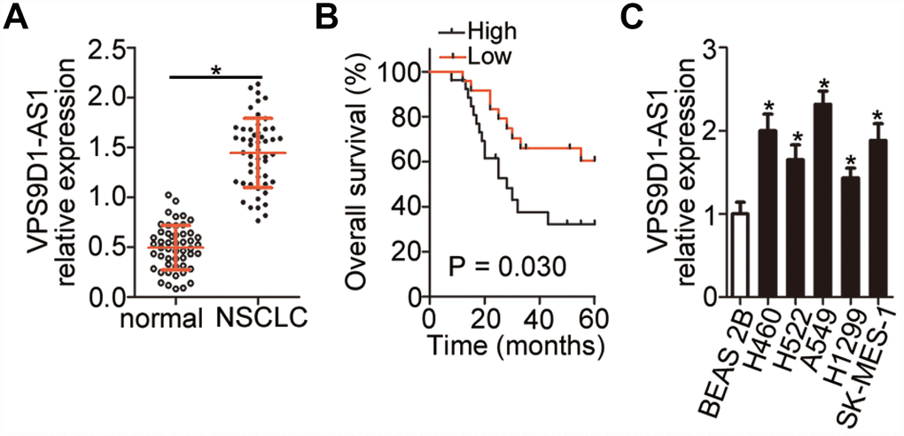 High expression of VPS9D1-AS1 in NSCLC indicating poor prognosis in NSCLC patients. (A) RT-qPCR analysis of VPS9D1-AS1 expression in 51 pairs of NSCLC samples and corresponding normal lung tissues. *P B) Relationship between VPS9D1-AS1 expression and overall survival of patients with NSCLC analyzed by the Kaplan–Meier method and log-rank test. P = 0.030. (C) Determination of VPS9D1-AS1 expression by RT-qPCR in total RNA from five NSCLC cell lines (H522, H460, H1299, A549, and SK-MES-1) and one normal nontumorigenic bronchial epithelium cell line (BEAS-2B). *P 