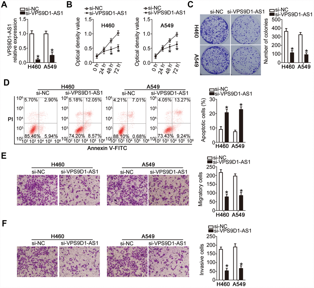 VPS9D1-AS1 knockdown inhibits proliferation, colony-forming capacity, migration, and invasiveness of H460 and A549 cells but promotes their apoptosis. (A) Evaluation of the transfection efficiency of H460 and A549 cells with si-VPS9D1-AS1 or si-NC at ~48 h post-transfection using RT-qPCR. *P B–D) Differences in the proliferation, colony-forming capacity, and apoptosis rate of H460 and A549 cells transfected with si-VPS9D1-AS1 or si-NC determined by the CCK-8 assay, the colony formation assay, and flow cytometry, respectively. *P E, F) Effects of treatment with si-VPS9D1-AS1 or si-NC on the migration and invasiveness of H460 and A549 cells assessed by the Transwell migration and invasiveness assays, respectively. *P 