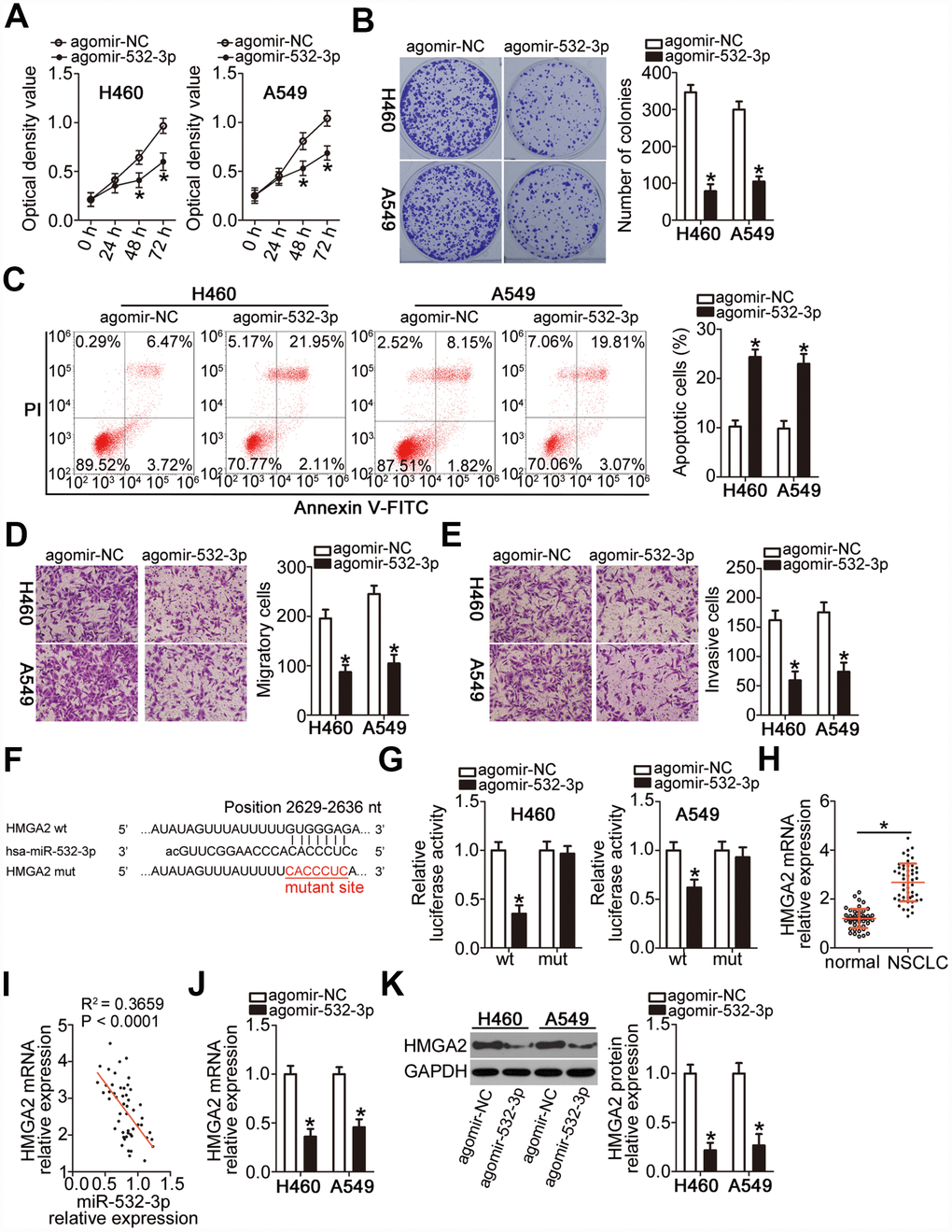 miR-532-3p directly targets HMGA2 mRNA to inhibit the malignant phenotype of NSCLC cells. (A–C) Cell proliferation, colony formation, and apoptosis parameters determined by the CCK-8 assay, the colony formation assay, and flow cytometry in H460 and A549 cells transfected with agomir-532-3p or agomir-NC. *P D, E) Migratory and invasive capabilities of H460 and A549 cells after transfection with agomir-532-3p or agomir-NC analyzed by the Transwell migration and invasiveness assays. *P F) Wild-type and mutant miR-532-3p-binding site in the 3′-UTR of HMGA2 mRNA. (G) Relative firefly luciferase activity determined in H460 and A549 cells at 48 h after co-transfection with agomir-532-3p or agomir-NC and HMGA2-wt or HMGA2-mut. *P H) RT-qPCR analysis of HMGA2 mRNA expression level in 51 pairs of NSCLC samples and corresponding normal lung tissues. *P I) Negative correlation between HMGA2 mRNA and miR-532-3p levels in NSCLC tissue samples revealed by the Spearman’s correlation analysis (R2 = 0.3659, P J, K) HMGA2 gene and protein expression levels in H460 and A549 cells determined by RT-qPCR and western blot, respectively, following transfection with agomir-532-3p or agomir-NC. *P 