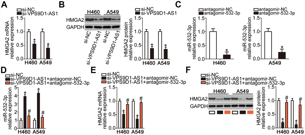 VPS9D1-AS1 acts as a ceRNA of miR-532-3p and thereby upregulates HMGA2 expression. (A, B) HMGA2 mRNA and protein levels in H460 and A549 cells determined by RT-qPCR and western blot, respectively, after transfection with si-VPS9D1-AS1 or si-NC. *P C) Efficiency of transfection of H460 and A549 cells with antagomir-532-3p determined by RT-qPCR. *P D–F) Expression levels of miR-532-3p, HMGA2 mRNA, and HMGA2 protein in H460 and A549 cells after co-transfection with si-VPS9D1-AS1 and antagomir-532-3p or antagomir-NC determined using RT-qPCR and western blot, respectively. *P #P si-VPS9D1-AS1 + antagomir-NC group.