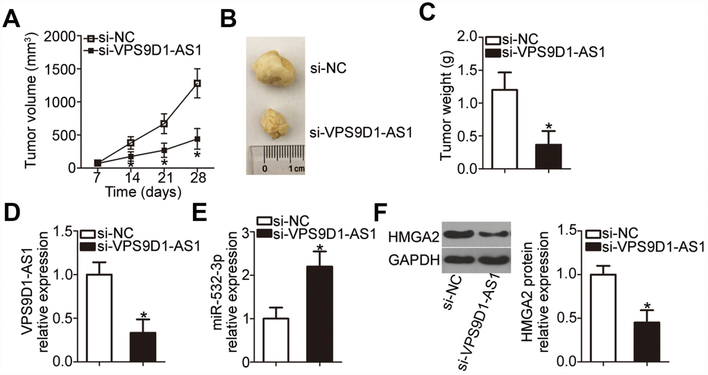 VPS9D1-AS1 knockdown suppresses tumor growth of NSCLC cells in vivo. (A) Nude mice were inoculated with H460 cells transfected with si-VPS9D1-AS1 or si-NC. Tumor volumes were measured 4 weeks after the injection, and tumor growth curves were plotted. *P B) Representative images of tumor xenografts in the two groups. (C) Weights of tumor xenografts collected at the end of the experiment. *P D, E) RT-qPCR analysis of VPS9D1-AS1 and miR-532-3p expression levels in tumor xenografts from si-VPS9D1-AS1 and si-NC groups. *P F) Western blot data illustrating the HMGA2 protein expression level in the tumor xenografts derived from H460 cells transfected with si-VPS9D1-AS1 or si-NC. *P 