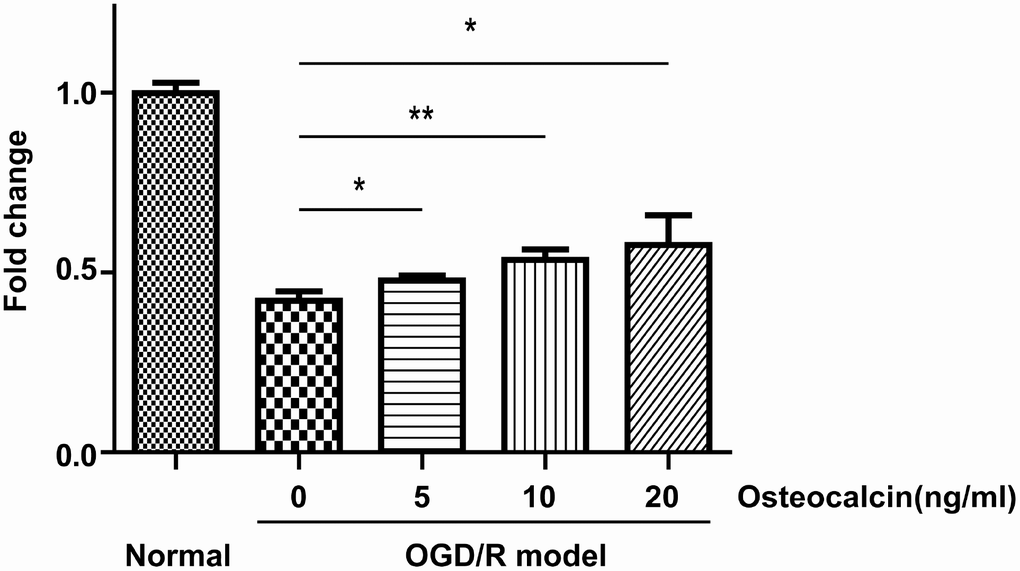 CCK-8 assay. Normal group indicates that neurons were incubated in the same buffer containing glucose at 37°C in a regular CO2 (5%) incubator. OGD/R had a detrimental effect on the survival of neurons, and this effect could be diminished by the addition of osteocalcin (*, P