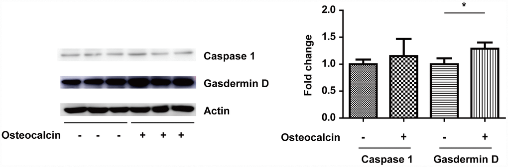West blotting experiment. The total amount of gasdermin D was significantly increased in the presence of osteocalcin (10 ng/ml), which indicates that the degradation of gasdermin D by Caspase 1 was inhibited (*, P