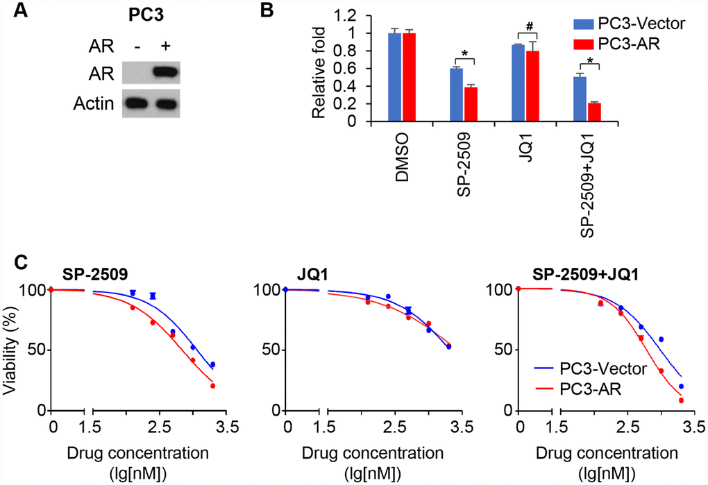 Expression of AR sensitizes AR-negative cells to LSD1 inhibition. (A) Immunoblot confirming ectopic expression of the AR in PC3 cells. (B) Graphic representation of control and stable AR-expressing PC3 treated with 1μM JQ1 or SP-2509 alone, or in combination for 72 hr. Cell proliferation was determined by MTT assay. (C) Graphic representation of control and stable AR-expressing PC3 cells treated with increasing concentrations of SP-2509 or JQ1 alone, or in combination for 48 h and cell proliferation were determined by MTT assay. Statistical difference are determined by ANOVA with: * indicates P 