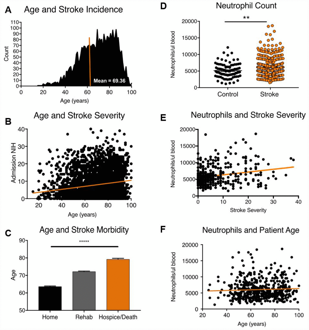 Age, stroke incidence, stroke outcome and 24-hour neutrophil counts in patients admitted to a major stroke center. (A) Distribution of age at stroke onset (n=3635). (B) Correlation of age vs. baseline stroke severity as measured by admission NIH stroke scale (n=3635). (C) Relationship between patient age and stroke outcome at discharge (n=3635). (D) Mature neutrophil counts in stroke (n=508) and TIA control patients (n=130). (E) Mature neutrophil count and stroke severity, as measured by NIHSS on admission (R2 =0.04, n=508, p= pF) Mature neutrophil counts and stroke patient age (R2 =0.002, n=508, p=.2). *p≤0.05, **p=