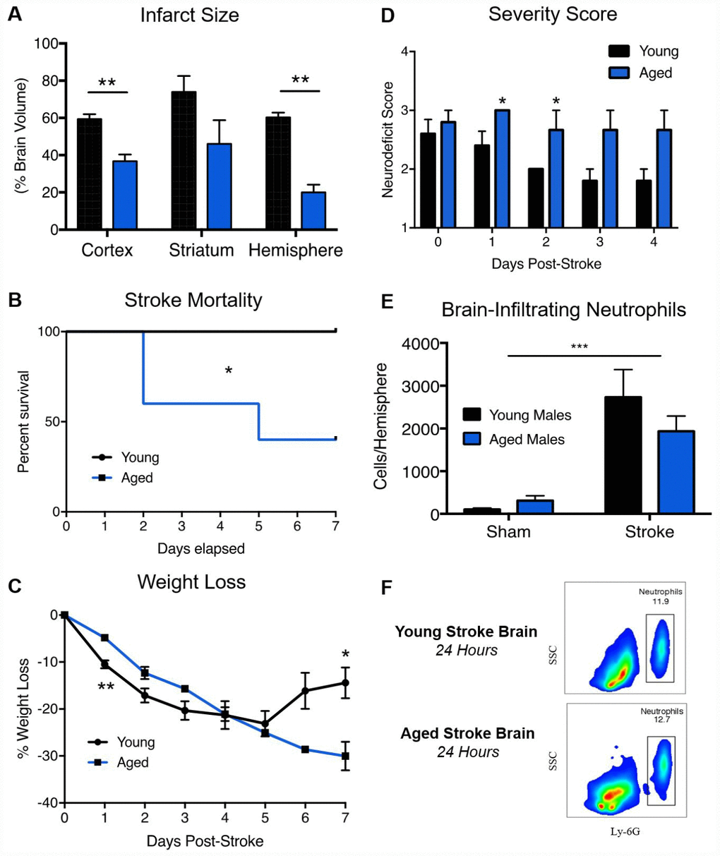 Aged animals experience smaller infarcts, poorer neurological deficits and equivalent neutrophil infiltration than young animals following ischemic stroke. Young (3 month) and aged (24 month) mice were subjected to 60-minute MCAO. (A) Infarct volumes by TTC 24 hours post-stroke, n=7-11/group, presented as mean +/- SEM. (B) Stroke mortality rates, n=5/group, (C) Weight loss as a % of starting weight, n=5/group (D) Neurodeficit scores, n=5/group. (E) Absolute quantification of brain-infiltrating neutrophils in sham and stroke animals 24 hours after stroke onset, (F) Representative flow plots. SSC=Side Scatter. n=3/sham group, 4/stroke group. *p≤0.05, **p=
