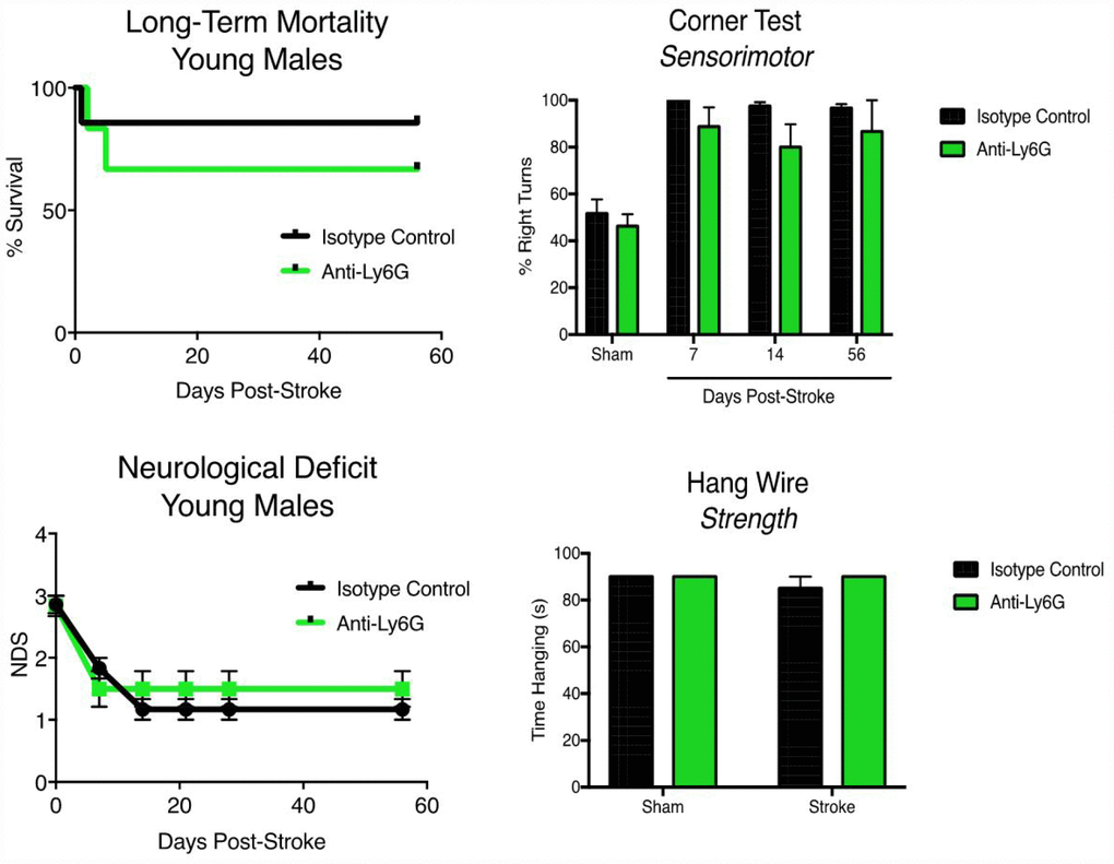 Anti-Ly6G treatment does not improve long-term mortality, neurological deficits or behavioral testing in young mice after stroke. Young (3 month) mice were subjected to 60 minute MCAO, and received either 500ug of anti-Ly6G or 500ug of isotype control antibody I.P. at 4, 24 and 48 hours after stroke (n=6-7/group). (A) Post stroke mortality was monitored out to 56 days post-stroke. (B) Neurological deficits were measured at 7, 14, 21, 28 and 56 days post-stroke. (C) Serial corner testing at day 7, 14 and 56 post-stroke in young mice after MCAO. (D) Hang-wire strength testing in young mice after MCAO at day 7. N=6-7/group.