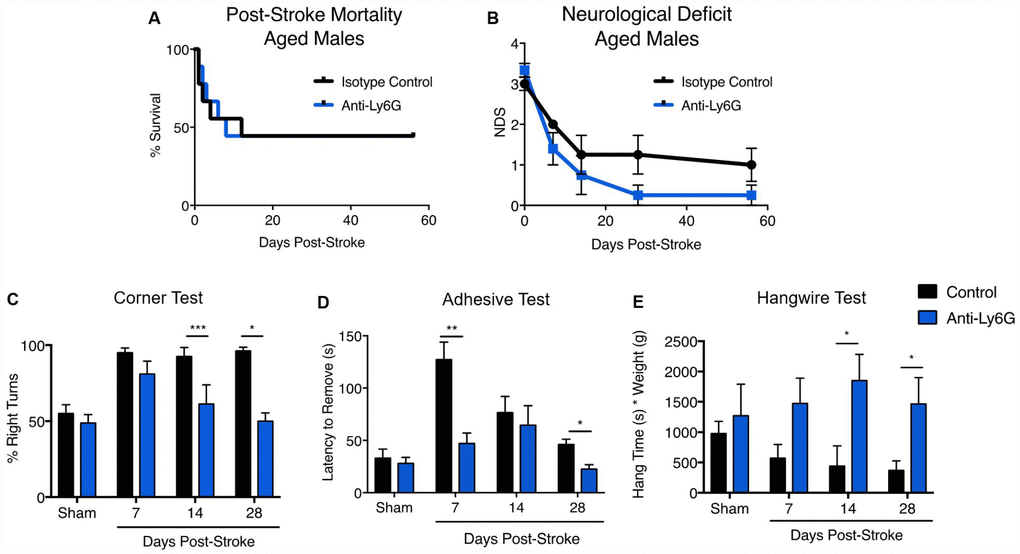 Anti-Ly6G treatment improves gross neurodeficit recovery after stroke in aged mice. N=9/group. Mortality (A) and neurological deficit score (B) were assessed in aged (21-22 month) male mice receiving 500ug of anti-Ly6G or isotype control antibody at 4, 24 and 48 hours after stroke. Behavioral testing of aged mice receiving anti-Ly6G or control antibody after ischemic stroke, including corner test (C), adhesive test (D) and hangwire test (E). *p≤0.05, **p=