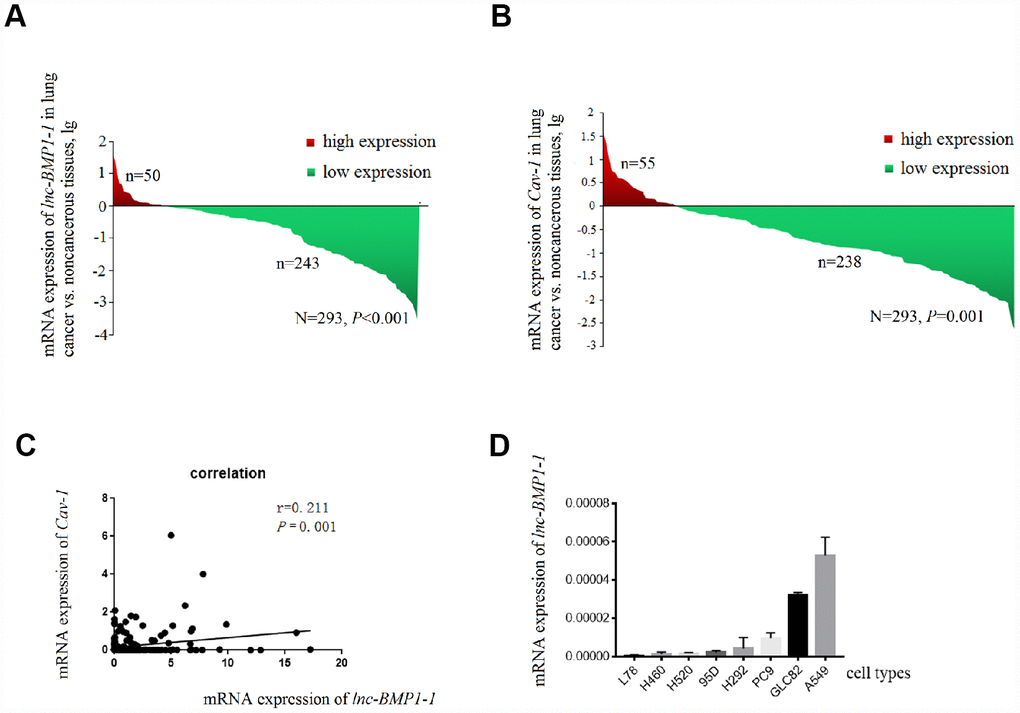 The decrease of lnc-BMP1-1, Cav-1 expression in lung cancer population and the expression of Inc-BMP1-1 in lung cancer cell lines. (A) The expression of lnc-BMP1-1 was decreased in lung cancer patients; (B) The expression of Cav-1 was decreased in lung cancer patients; (C) The relationship between lnc-BMP1-11 and Cav-1 expression; (D) The expression of lnc-BMP1-1 in types of lung cancer cells. RNA expression was analyzed using RT-PCR, the RNA levels were normalized against β-actin mRNA. Each bar represents the means ± SD of three independent experiments.
