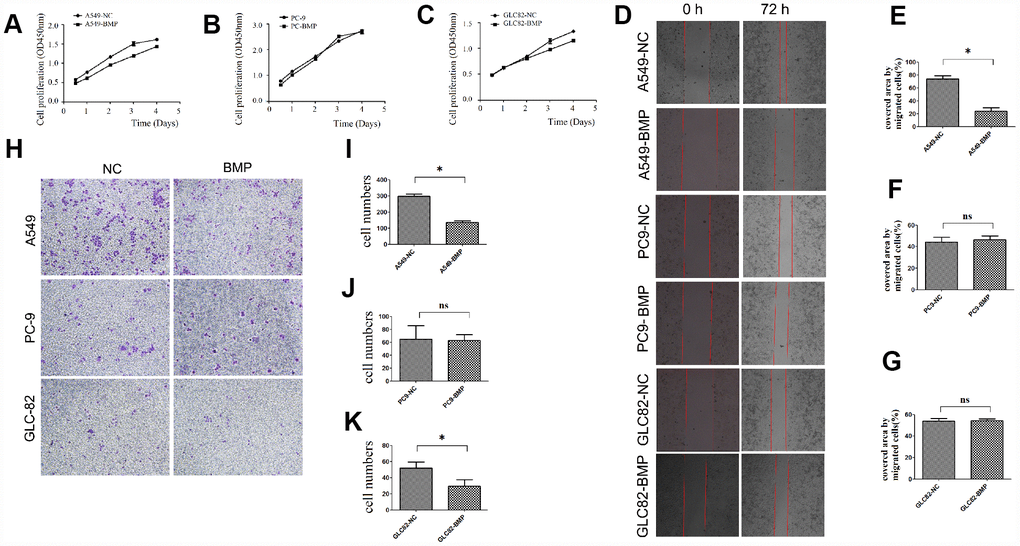The cell growth or migration of lung cancer cells with lnc-BMP1-1 over-expression vs. NC cells. (A) The cell proliferation of A549-BMP vs. A549-NC, (B) PC9-BMP vs. PC9-NC, (C) GLC82-BMP vs. GLC82-NC, respectively; (D) Comparison of the wound widths (40x) of lung cancer cells with Inc-BMP1-1 over-expression vs. NC cells after 72 hrs, the relative bar graph are A549-BMP vs. A549-NC(E), PC9-BMP vs. PC9-NC(F), GLC82-BMP vs. GLC82-NC(G); the migration capacity of both A549-BMP and GLC82BMP cells were reduced; however, there's no significant difference of PC9-BMP vs. PC9-NC cells; with transwell migration experiments (40 x), the cell migration capacity of A549-BMP vs. A549-NC was proved to be decreased again (H), the relative bar graph was A549-BMP vs. A549-NC(I), PC9-BMP vs. PC9-NC(J), GLC82-BMP vs. GLC82NC (K), respectively. Data are represented as means ± SD. *P  0.05