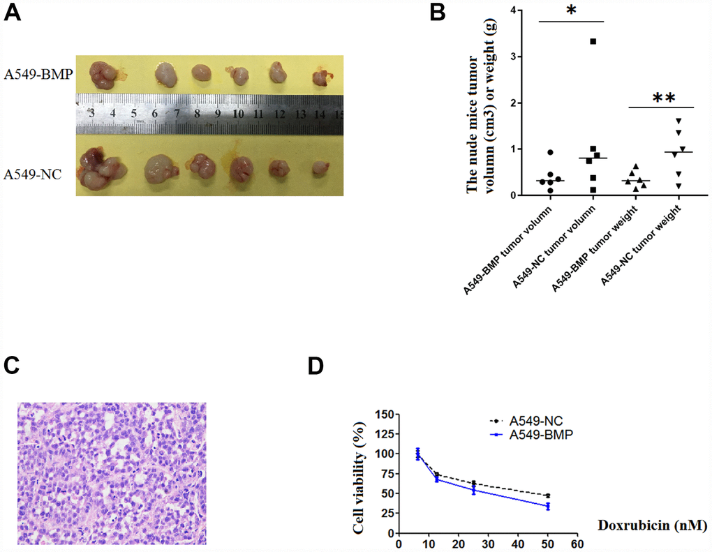 The tumor growth in nude mice and the results of anti-cancer drug trial in A549-BMP vs. A549-NC cells. (A) Tumor of A549-BMP vs A549-NC cells; (B) Tumor volume and tumor weight; (C) The HE staining of nude mice tumor tissues; (D) The drug sensitivity to doxorubicin hydrochloride was enhanced in A549-BMP vs A549-NC cells. Data are represented as means ± SD. *P 0.05, **P