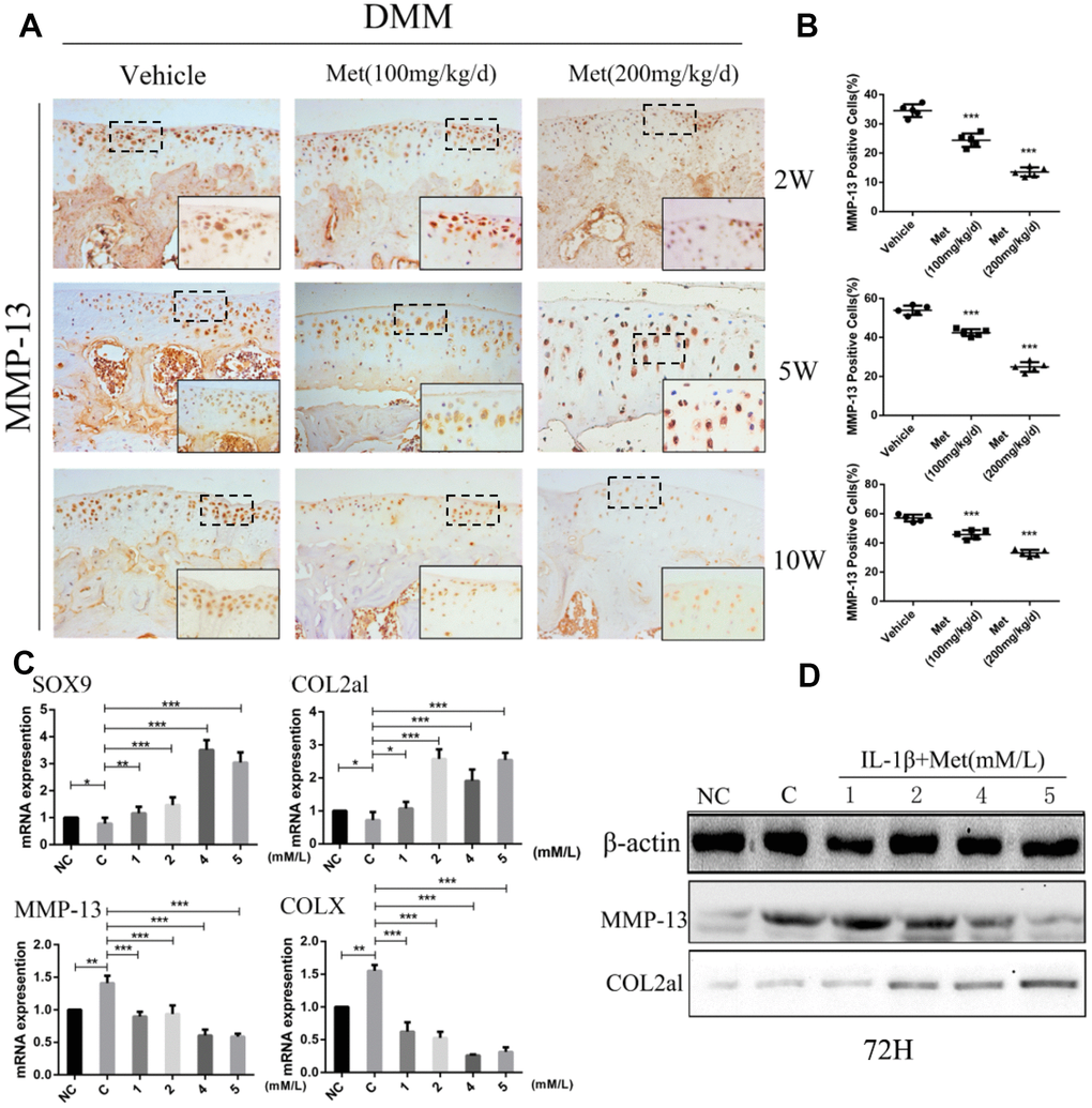 Metformin reduces the degradation of cartilage matrix and stimulates its synthesis, while also affecting the formation of osteophytes. (A) Immunohistochemical detection of MMP-13 in tibial cartilage at 2, 5, and 10 weeks after destabilization of the medial meniscus surgery. (B) Quantification of cells positively stained for matrix metalloproteinase-13 (MMP-13). (C) The mRNA expression levels of MMP-13, SOX9, COLX and COL2al, and (D) Western blot analyses of the protein expression levels of MMP-13 and COL2al. Primary chondrocytes were induced with IL-1β (10 ng/mL), and then co-cultured with metformin (1, 2, 4, and 5 mM) for 72 h. Two important cartilage matrix degrading proteins, MMP-13 and COLX, were decreased during administration, while other important cartilage matrix synthetic proteins, SOX9 and COL2al, were promoted during administration at 72 h. *P **P ***P 