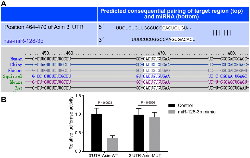 The targeting relationship between Axin1 and miR-128-3p. (A) The binding sites between miR-128-3p and Axin1 3'UTR predicted by Targetscan (http://www.targetscan.org/vert
