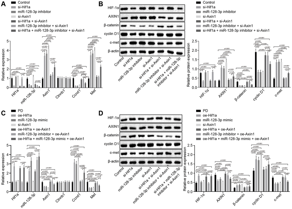 The expression pattern of HIF-1α/miR-128-3p/AXIN1 and the Wnt/β-catenin signaling pathway-related proteins (β-catenin, cyclin D1 and c-met) in hippocampal neurons of normal mice (n = 10) and in the MPTP-lesioned mouse model of PD (n = 30) after transduction. (A) The expression levels of Hif1a, miR-128-3p, Axin1, Ctnnb1, Ccnd1, and Met in primary hippocampal neurons of normal mice after treated with si-Hif1a, miR-128-3p inhibitor, or si-Axin1, determined by RT-qPCR. (B) The protein band patterns and the protein levels of HIF-1α, AXIN1, β-catenin, cyclin D1, and c-met normalized to β-actin in primary hippocampal neurons of normal mice after treatment with si-Hif1a, miR-128-3p inhibitor, or si-Axin1, all as determined by western blot analysis. * p vs. the control group (primary hippocampal neurons of normal mice); # p vs. the si-Hif1a group (hippocampal neurons of normal mice treated with si-Hif1a); & p vs. the miR-128-3p inhibitor group (hippocampal neurons of normal mice treated with miR-128-3p inhibitor); @ p vs. the si-Hif1a + si-Axin1 group (hippocampal neurons of normal mice treated with si-Hif1a + si-Axin1); $ p vs. the miR-128-3p inhibitor + si-Axin1 group (hippocampal neurons of normal mice treated with miR-128-3p inhibitor + si-Axin1). (C) The expression levels of Hif1a, miR-128-3p, Axin1, Ctnnb1, Ccnd1, and Met in primary hippocampal neurons cultured from the MPTP-lesioned mouse model of PD after treatment with oe-Hif1a, miR-128-3p mimic, or oe-Axin1, as determined by RT-qPCR. (D) The protein band patterns and the protein levels of HIF-1α, AXIN1, β-catenin, cyclin D1, and c-met normalized to β-actin in primary hippocampal neurons of the MPTP-lesioned mouse model of PD after treatment with oe-Hif1a, miR-128-3p mimic, or oe-Axin1, as determined by western blot analysis. * p vs. the PD group (primary hippocampal neurons of MPTP-lesioned mouse model of PD); # p vs. the oe-Hif1a group (hippocampal neurons of MPTP-lesioned mouse model of PD treated with oe-Hif1a); & p vs. the miR-128-3p mimic group (hippocampal neurons of MPTP-lesioned mouse model of PD treated with miR-128-3p mimic); @ p vs. the oe-Hif1a + oe-Axin1 group (hippocampal neurons of MPTP-lesioned mouse model of PD treated with oe-Hif1a + oe-Axin1); $ p vs. the miR-128-3p mimic + oe-Axin1 group (hippocampal neurons of MPTP-lesioned mouse model of PD treated with miR-128-3p mimic + oe-Axin1). The experiment was repeated tree times independently.
