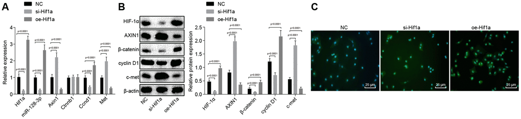 The expression pattern of HIF-1α/miR-128-3p/Axin1 and the Wnt/β-catenin signaling pathway-related proteins (β-catenin, cyclin D1 and c-met) in hippocampal neurons of the MPTP-lesioned mouse model of PD after transfection with si-Hif1a or oe-Hif1a. (A) The miR-128-3p expression and mRNA levels of Hif1a, Axin1, Ctnnb1, Ccnd1, and Met in hippocampal neurons of the MPTP-lesioned mouse model of PD determined by RT-qPCR. (B) The protein band patterns and the protein levels of HIF-1α, AXIN1, β-catenin, cyclin D1, and c-met normalized to β-actin in hippocampal neurons of the MPTP-lesioned mouse model of PD determined by western blot analysis. (C) The localization of β-catenin protein in hippocampal tissues of the MPTP-lesioned mouse model of PD detected by the immunofluorescence assay (scale bar = 25 μm). * p vs. the NC group (hippocampal neurons of the MPTP-lesioned mouse model of PD treated with NC plasmids). N = 10.