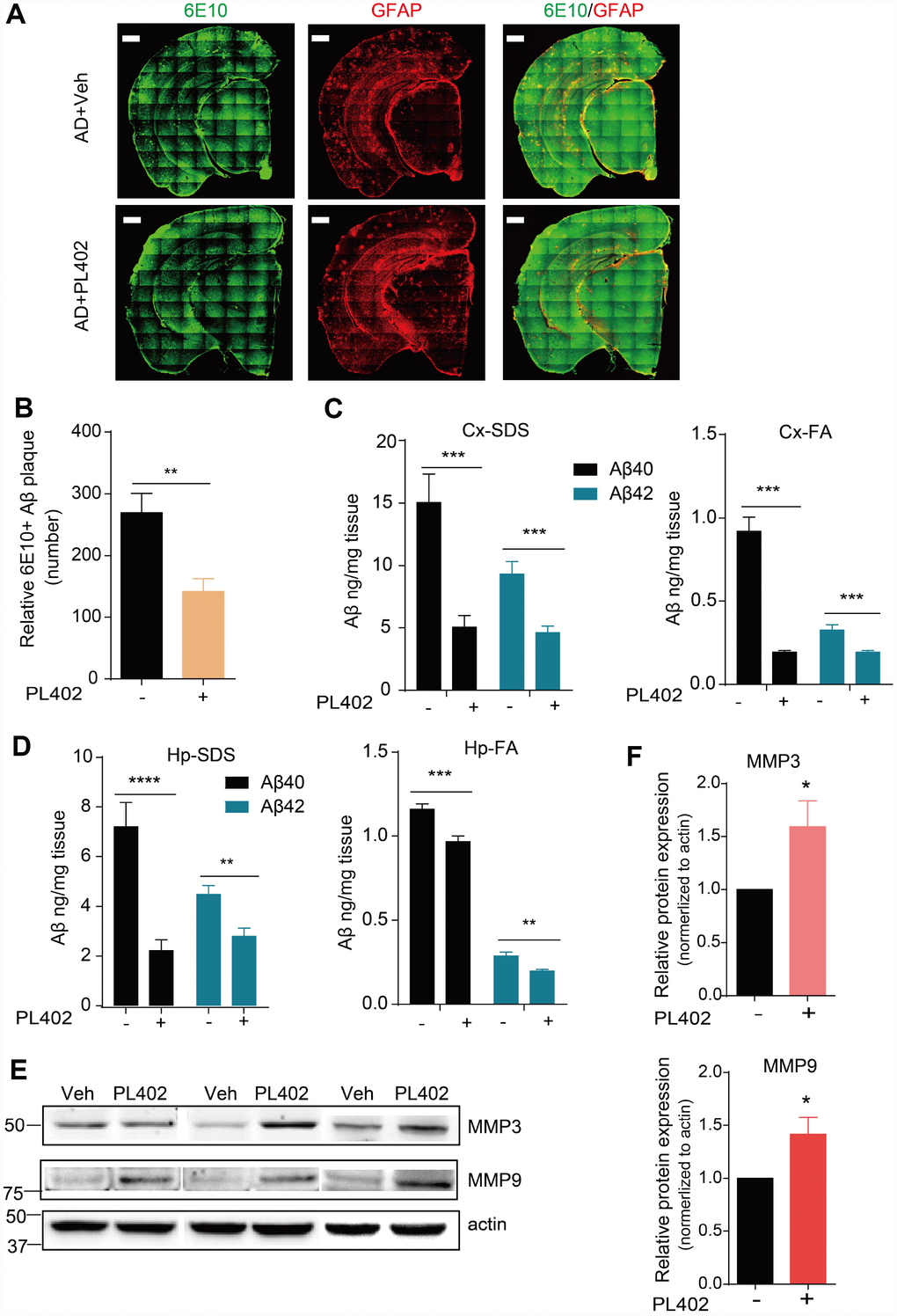 PL402 alleviates Aβ burden and promotes Aβ degradation in vivo. (A, B) Representative images (A) of Aβ plaques in APP/PS1 mice immunostained with the Aβ antibody 6E10 in coronal mouse brain cryo-sections (n = 5 per group) and the number of Aβ plaques (B), were quantified from entire brain sections using Image-Pro Plus 5.1 software (Media Cybernetics), scale bar =500 um. (C, D) SDS-soluble and FA (formic acid)-soluble Aβ40 and Aβ42 levels in mouse cortex (Cx) and hippocampus (Hp) measured by ELISA. (E) The expression of Aβ degradation enzymes (MMP3 and MMP9) in vehicle- or PL402-treated APP/PS1 mice detected by western blot analysis. N=6 mice. (F) The quantification of (E) using image J. *p