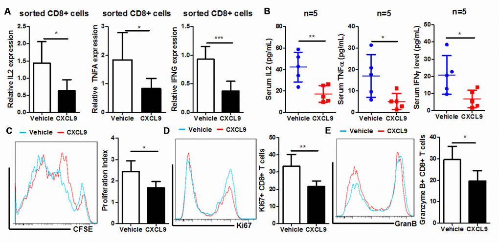 CXCL9 suppressed in vivo proliferation and activation of CD8+ cytotoxic T cells. (A) showed in vivo CXCL9 treatment suppressed mRNA expression of anti-tumour cytokines IL2, TNFα, and IFNγ in CD8+ cytotoxic T cells; (B) showed that in vivo CXCL9 treatment suppressed serum level of anti-tumour cytokines IL2, TNFα, and IFNγ in orthotopic murine PAAD mice; (C) showed that in vivo, CXCL9 treatment significantly retarded the proliferation of CD8+ cytotoxic T cells; (D) showed that in vivo CXCL9 treatment significantly repressed expression of proliferation marker Ki67; (E) showed that in vivo CXCL9 treatment significantly repressed expression of activation marker Granzyme B. *p