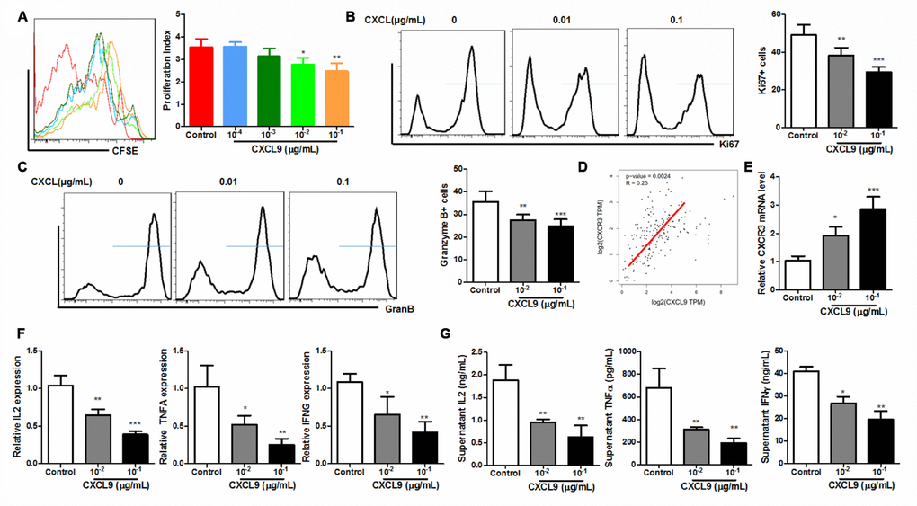 CXCL9 directly inhibited in vitro activation of CD8+ T cells. (A) showed that in vitro CXCL9 treatment dose-dependently repress division of activated CD8+ T cells; (B) showed that in vitro CXCL9 treatment significantly repressed expression of proliferation marker Ki67; (C) showed that in vitro CXCL9 treatment significantly repressed expression of activation marker Granzyme B; (D) showed a positive correlation between CXCL9 and CXCR3 expression in PAAD tissue; (E) showed that CXCL9 treatment significantly induced CXCR9 expression in CD8+ cytotoxic T cells; (F) showed that in vitro CXCL9 significantly suppressed the mRNA expression of anti-tumour cytokines IL2, TNFα and IFNγ in CD8+ cytotoxic T cells; (G) showed that in vitro CXCL9 treatment suppressed the secretion of anti-tumour cytokines IL2, TNFα and IFNγ in CD8+ cytotoxic T cells. *p