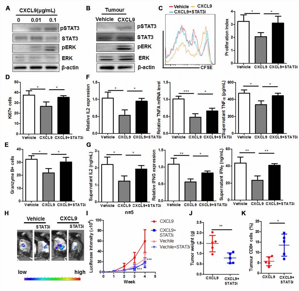 STAT3 activation was responsible for the CXCL9-induced suppression of CD8+ T cell activation. (A) showed that CXCL9 dose-dependently induces activation of STAT3 and Ras signalling in CD8+ cytotoxic T cells; (B) showed that CXCL9 treatment could induce STAT3 activity in PAAD tumour; (C) showed that inhibition of STAT3 by selective inhibitor recovered CXCL9-suppressed division of CD8+ cytotoxic T cells; (D) inhibition of STAT3 by selective inhibitor attenuated the suppression of Ki67 expression in CXCL9-treated CD8+ cytotoxic T cells; (E) inhibition of STAT3 by selective inhibitor attenuated the suppression of Granzyme B expression in CXCL9-treated CD8+ cytotoxic T cells; (F) inhibition of STAT3 by selective inhibitor recovered the mRNA expression of anti-tumour cytokines IL2, TNFα and IFNγ in CD8+ cytotoxic T cells; (G) showed that inhibition of STAT3 by selective inhibitor recovered the secretion of anti-tumour cytokines IL2, TNFα and IFNγ in CD8+ cytotoxic T cells. *pH) showed that presence of STAT3 selective inhibitor could signficantly reduce the tumour burden in mice; (I) showed that tumour growth induced by CXCL9 was abolished by STAT3 selective inhibitor; (J) showed that enlarged tumour weight induced by CXCL9 was abolished by STAT3 selective inhibitor; (K) showed that presence of STAT3 selective inhibitor could recover the CD8+ population in PAAD tumour.