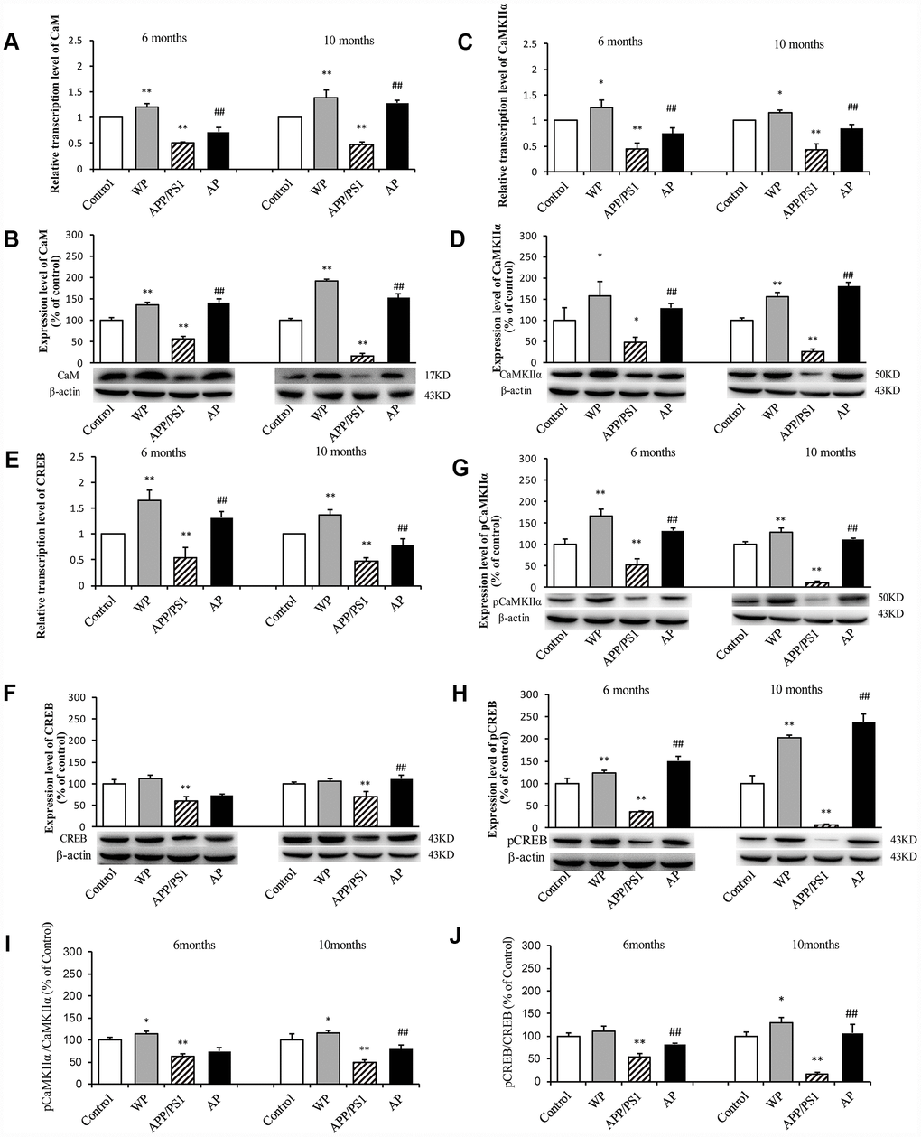 Activation of α7 nAChR activates the CaM-CaMKII-CREB signaling pathway in the hippocampus of APP/PS1