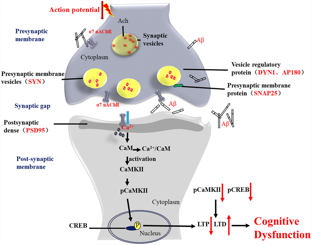 Activation of α7 nAChR by PNU-282987 improves synaptic and cognitive functions through restoring the expression of synaptic-associated proteins and the CaM-CaMKII-CREB signaling pathway. Synapses are the basic structure for the connection between neurons, and the function of a synapse is largely associated with synaptic-associated proteins. The present study found that activation of α7 nAChRs by PNU-282987 could largely restore the expression level of synaptic-associated proteins, including SYN, PSD95, SNAP25, DYN1 and AP180, which are downregulated by deposition of Aβ. α7 nAChRs belong to the ligand-gated ion channel coupled receptors, and form an ion channel in the center, which mainly regulates the flow of Ca2+ plasma inside and outside the cell. As a second cytoplasmic messenger, Ca2+ can flow into the cells through α7 nAChRs and bind to CaM to form an active CaM complex. The CaM complex can bind to CaMKII, which changes the CaMKII spatial conformation and phosphorylates CaMKII protein. Phosphorylated CaMKII enters the nucleus to catalyze CREB phosphorylation. CREB is located downstream of the α7 nAChR signal transduction pathway and acts as a transcription factor that regulates the growth and development of neurons and the formation of long-term memory.