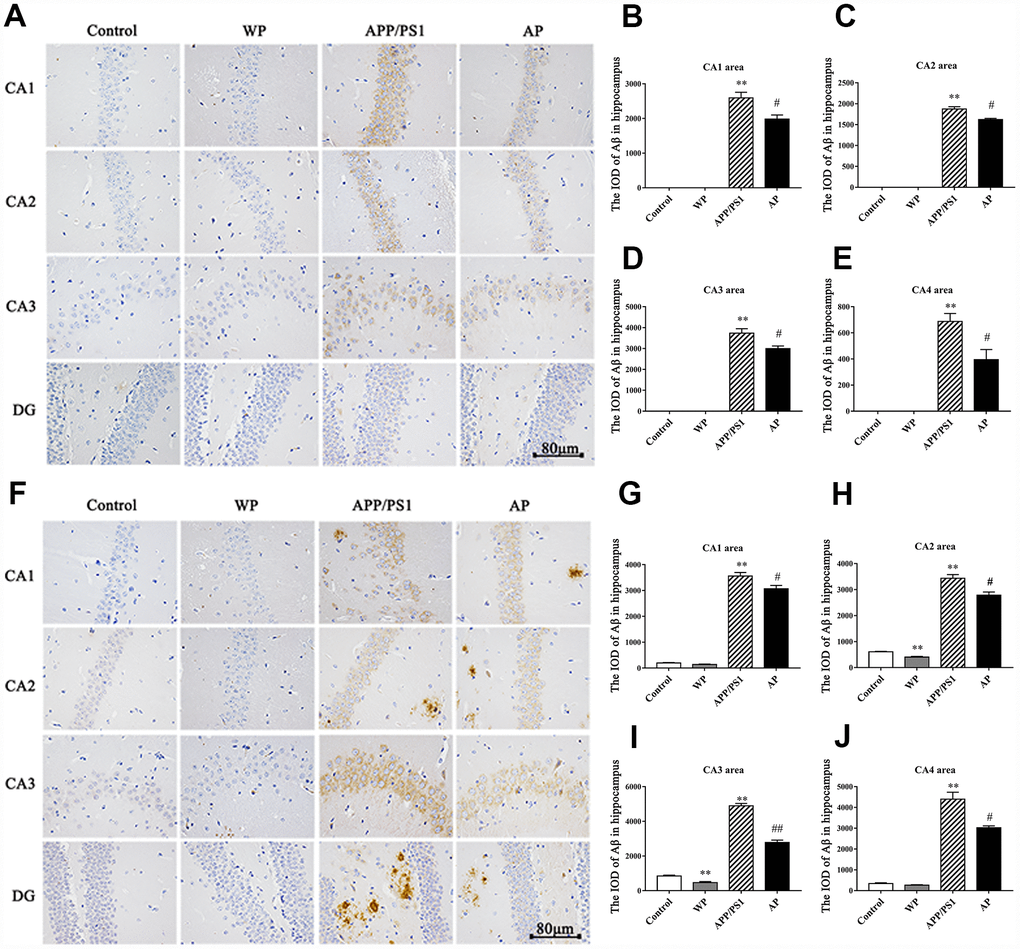 Activation of α7 nAChR reduces the deposition of Aβ in the hippocampus of the APP/PS1