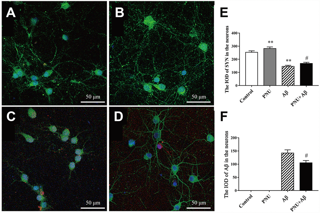 Activation of α7 nAChR promotes the expression of SYN in Aβ oligomer-treated neurons. (A) Hippocampus cells isolated from WT mice (control), (B) control treated with PNU (PNU), (C) control treated with Aβ (Aβ) and (D) control treated with PNU and Aβ (PNU+Aβ). (E) The IOD of SYN in the hippocampus neurons. (F) The IOD of Aβ in the hippocampus neurons. SYN, Aβ oligomers and the nuclei were labeled green, red and blue, respectively. Magnification, x200. Compared with the (A) control group, the expression level of SYN (green) was significantly decreased in the (C) Aβ oligomer group, (D) and this decreasing was partially reversed by PNU treatment. Data are presented as the mean ± standard deviation. *P**P#P##P