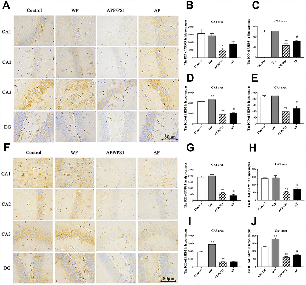 Activation of α7 nAChRs increases the expression of PSD95 protein in the hippocampus of APP/PS1