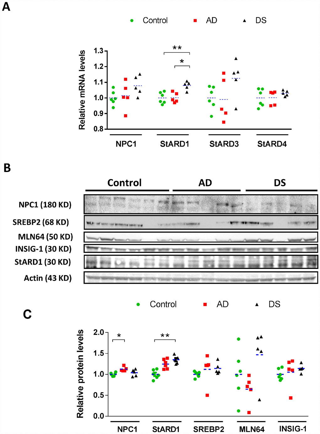 Cortical expression profile of intracellular cholesterol carriers and sensors/regulators. (A) Relative mRNA levels of NPC1, StARD3, StARD4, and StARD1 in human cortex from AD (n=5), DS (n=5), and control (n=6) subjects. Transcripts levels were normalized with respect to controls using β-actin. (*) pB) Immunoblotting of NPC1, StARD1, StARD3/MLN64, mSREBP2 and INSIG-1 of total protein extracts (90 μg/lane) from human cortex from AD (n=5), DS (n=5), and control (n=6) donors. (C) Protein levels quantified by densitometry and normalized using β-actin as housekeeping followed by normalization with control group. (*) p