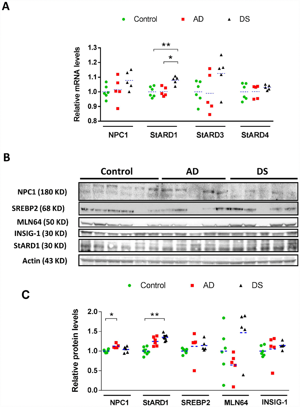 A new regulatory mechanism of STARD1 in Niemann-Pick disease type C (NPC),  discovered