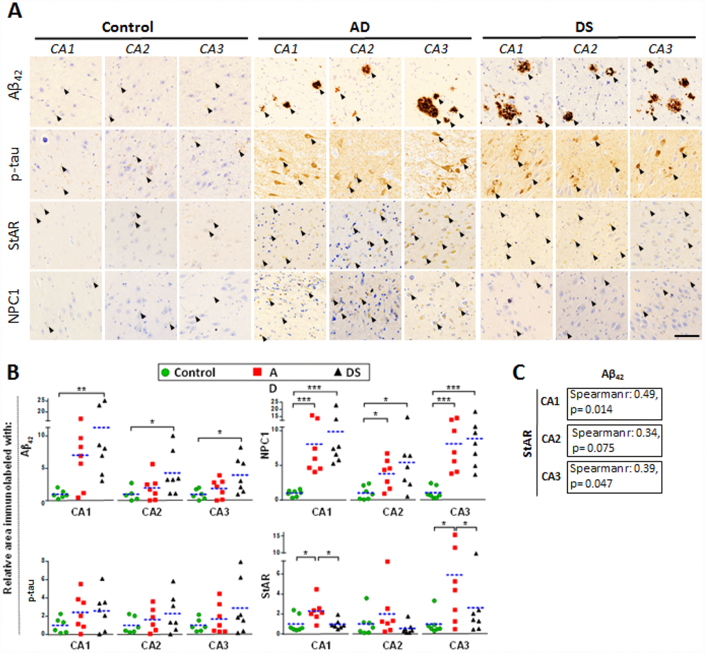 Hippocampal expression of AD biomarkers and lysosomal/mitochondrial cholesterol carriers. (A) Representative images of immunohistochemistry of paraffin sections (5 μm) against Aβ42, p-tau, StARD1 and NPC1 for CA1, CA2 and CA3 hippocampal regions from AD (n=7), DS (n=7), and control (n=7) subjects. Positive immunoreactivity is shown by black arrows. Scale bar: 100 μm. (B) Quantitation of IHC shown in A using Image J software as described in Supplementary methods. For each hippocampal region, the % of immunolabeled area was normalized to control group. (*) pC) Spearman’s correlation values between IHC-immunolabeling for Aβ42 and StARD1 in each hippocampal region.