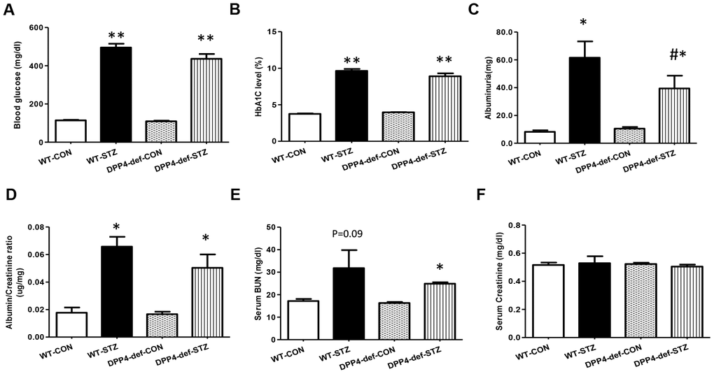 DPP4 deficiency attenuates albuminuria in STZ-induced diabetic rats. Both wild-type and DPP4-deficient rats were administered with IP injection at 30 mg/kg/day STZ three times. All samples were collected and evaluated as described in Materials and Methods. (A) Blood glucose level after 4 h fasting, (B) HbA1c level, (C) Albuminuria level, (D) Albumin/creatinine ratio. (E) Serum BUN level, (F) Serum creatinine level. WT-CON: wild-type control, WT-STZ: wild-type-STZ, DPP4-def-CON: DPP4-deficient control, DPP4-def-STZ: DPP4-deficient-STZ. Data are shown as the means ± SEM. *p ** p #p 