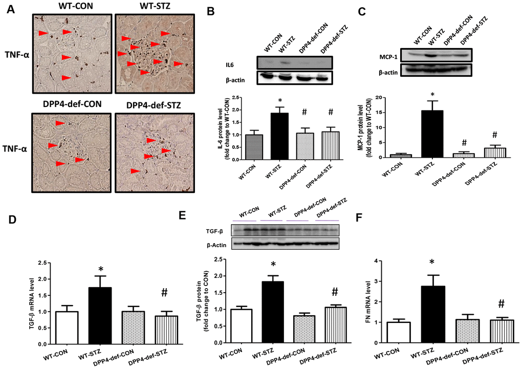 The expression of inflammatory cytokines and fibrotic factors are reduced in STZ-induced diabetic rats. (A) The kidney tissues were fixed in formalin and then subjected to immunofluorescence detection of TNF-α (arrow heads pointing to dark-brown dots indicating TNF-α expression). n = 5 per group, (B) IL6 protein level (C) MCP1 protein level (D) TGF-β mRNA level, (E) TGF-β protein level with a representative blot, (F) Fibronectin (FN) mRNA level in kidney tissues. Data are shown as the means ± SEM *p #p 