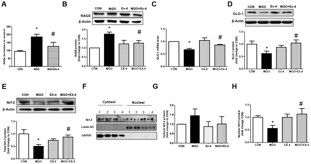 Ex-4 treatment reduces MGO-induced AGEs formation and RAGE expression by upregulating GLO-1 enzyme and recovers the decrease in MGO–induced GLO-1 expression in rat mesangial cells. Rat mesangial cells were treated either with 1 mM MGO, 10 nM Ex-4, or both for 10 h after synchronization with 1% fetal bovine serum for 13-16 h. AGEs formation was measured as described in Materials and Methods. (A) AGEs formation, (B) RAGE protein level with representative blot, (C) GLO-1 mRNA level, and (D) GLO-1 protein level with a representative blot (E) Nrf-2 protein level with a representative blot in total protein extracts, (F) Representative blot of Nrf-2 protein in cytosol and nuclear fractions in rat mesangial cells. 1: CON; 2: MGO; 3: Ex-4; 4: MGO + Ex-4 (G) Nrf-2 protein level in cytosol fraction. (H) Nrf-2 protein level in nuclear fraction. Data are shown as the means ± SEM. *p #p 