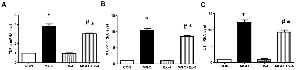 Ex-4 treatment reduces MGO-induced inflammatory cytokine expression in rat mesangial cells. Rat mesangial cells were treated either with 1 mM MGO, 10 nM Ex-4, or both for 10 h after synchronization with 1% fetal bovine serum for 13-16 h. (A) TNF-α mRNA level, (B) MCP-1 mRNA level, (C) IL6 mRNA level in rat mesangial cells. Data are shown as the means ± SEM. *p #p 