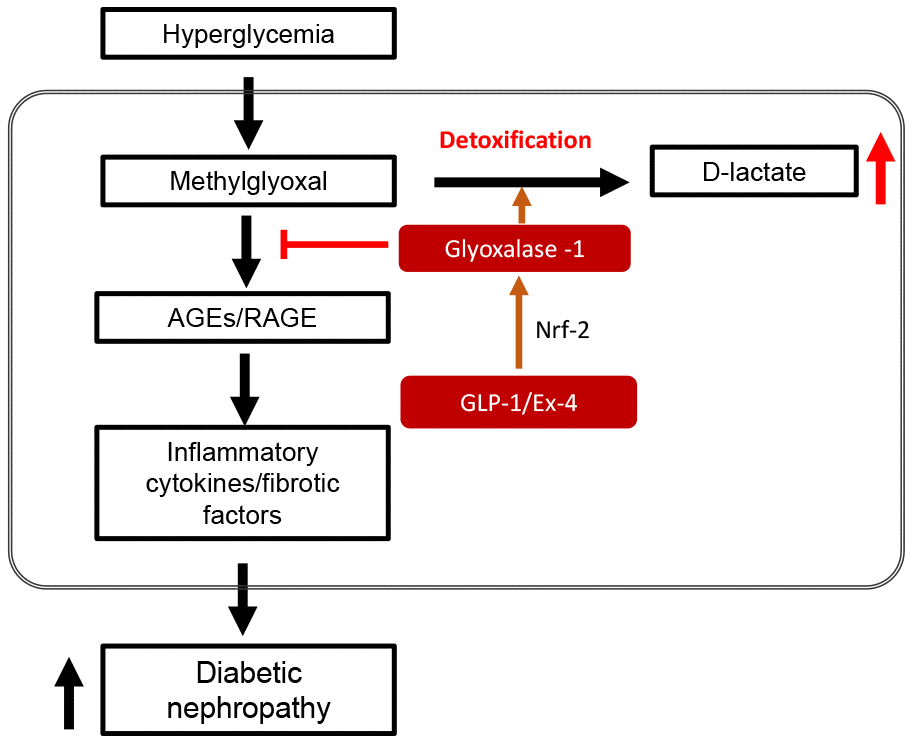 Schematic diagram in STZ-induced diabetic nephropathy showing GLP-1/Ex-4 increases detoxification of methylglyoxal (MGO) through the regulation of glyoxalase-1. Hyperglycemia-induced MGO accumulation under diabetic condition activates the AGEs-RAGE signaling pathway, which results in diabetic nephropathy through upregulation of the expression of inflammatory cytokines and fibrotic factors. In contrast, GLP-1/Ex-4 enhances detoxification of MGO, producing D-lactate through the regulation of glyoxalase-1 expression. GLP-1: Glucagon like peptide-1, Ex-4: Exendin-4, Nrf-2: Nuclear factor-erythroid 2 p45 subunit-related factor-2, AGEs: Advanced glycation end products, RAGE: Receptor AGE.