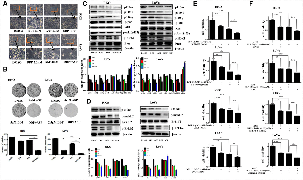 Aspirin synergizes the inhibiting effect of Cisplatin on cell proliferation in colon cancer cells. (A) Human colon cancer cells RKO and LoVo were treated with Cisplatin alone or Aspirin alone or their combination at indicated dose for 48 h. The representative images of cell morphology were taken by inverted microscope, Scale bars, 200 μm. (B) The colony formation assay of human colon cancer cells RKO and LoVo treated with Cisplatin alone or Aspirin alone or their combination at indicated dose was taken to detect the capacity of cell proliferation (n=4). (C) The expression levels of main PI3K/AKT signaling pathway-related proteins p110-α, p110-β, p110-γ, p-p85, p-PDK1, Akt, p-Akt(S473) and Pten in human colon cancer cell RKO and LoVo treated with Cisplatin alone (15 μM) or Aspirin alone (10 mM) or their combination for 48 h were detected by Western blot assay (n=3). (D) Human colon cancer cells RKO and LoVo were treated with Cisplatin alone (15 μM) or Aspirin alone (10 mM) or their combination for 48 h, and the expression levels of main RAF-MEK-ERK signaling pathway-related proteins p-c-Raf, p-mek1/2, Erk1/2 and p-Erk1/2 were detected by western blot assay (n=3). (E) Human colon cancer cells RKO and LoVo were pretreated with PI3K inhibitor LY294002 (50 μM) or MEK inhibitor U0126 (10 μM) for 8 h, and then incubated with combination of Aspirin and Cisplatin. After 48 h, cell viability was determined by MTT analysis (n=6). (F) Human colon cancer cells RKO and LoVo were transfected with specified siRNAs for 24 hours, and then incubated with the combination of Aspirin and Cisplatin. After 48 h, cell viability was determined by MTT analysis (n=6). All the data were presented as means ± SD, *P