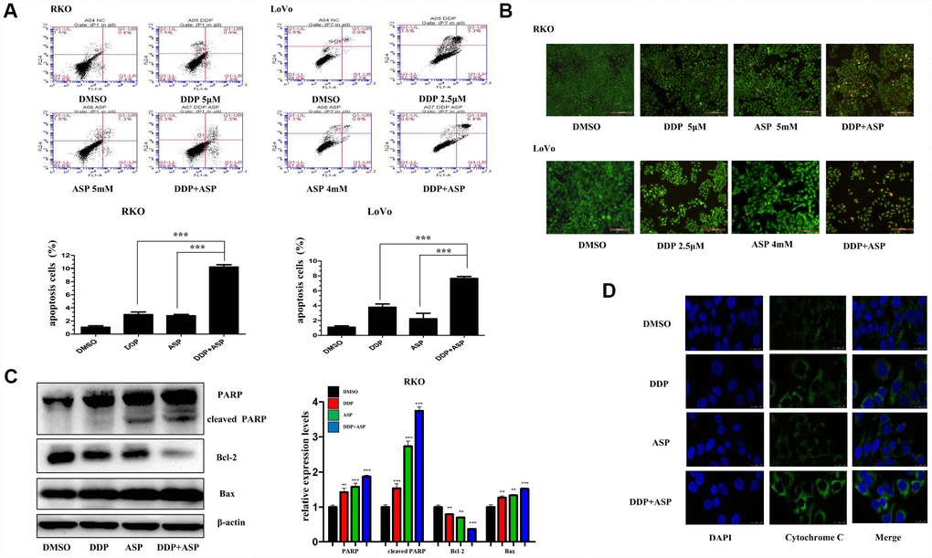 Aspirin enhanced the Cisplatin-induced apoptosis in colon cancer cells. (A) A FACS analysis was used to detect cell apoptosis in human colon cancer cells RKO and LoVo treated with Cisplatin alone or Aspirin alone or their combination at indicated dose for 48 h. The percentage of apoptotic cells was further calculated (n=4). (B) Human colon cancer cells RKO and LoVo treated with cisplatin alone or aspirin alone or their combination at indicated dose for 48 h were stained with acridine orange and ethidium bromide to observe cell apoptosis. The representative images were taken by inverted fluorescence microscope. Scale bars, 200 μm (n=3). (C) The expression levels of main apoptosis-related proteins PARP, cleaved PARP, Bcl-2 and Bax in human colon cancer cell RKO treated with Cisplatin alone (15 μM) or Aspirin alone (10 mM) or their combination for 48h were detected by western blot assay (n=3). (D) Immunofluorescence assay of human colon cancer cell LoVo treated with Cisplatin alone (2.5 μM) or Aspirin alone (4 mM) or their combination for 48 h was implemented to monitor cytochrome-c release from intermembrance space of mitochondria into cytoplasm. The representative images were taken by laser scanning confocal microscope. Scale bars, 25 μm (n=3). Data were presented as means ± SD, *P