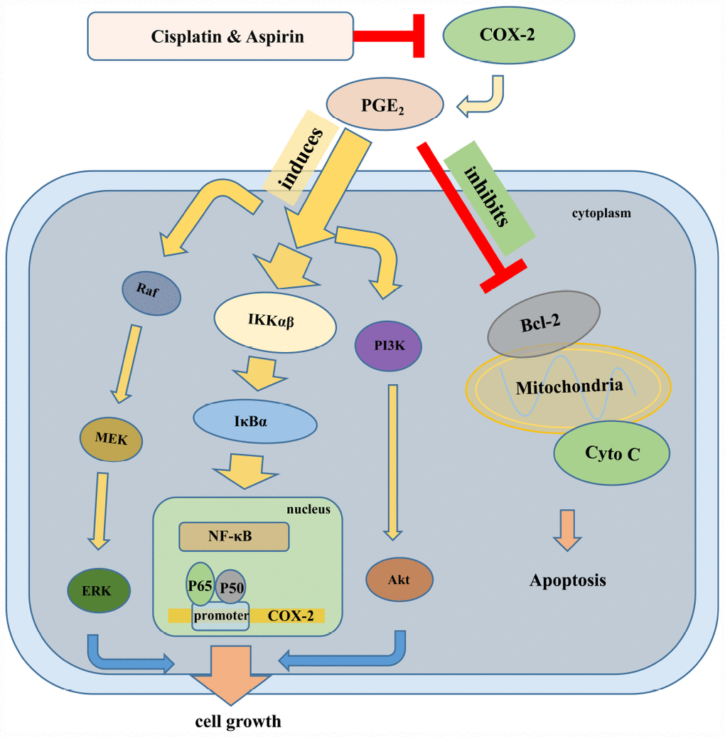 The schematic of the molecular mechanisms involved in the synergistic anti-tumor effect of Aspirin and Cisplatin in colon cancer. Aspirin in combination with Cisplatin enhanced the inhibition of cell proliferation, migration and invasion by reducing COX-2 mediated prostaglandin E2 synthesis and attenuating downstream PI3K/AKT, RAF-MEK-ERK and NF-κB/COX-2 signaling activities. Meanwhile, combination with Aspirin and Cisplatin could induce more apoptosis through triggering cytochrome-c release.