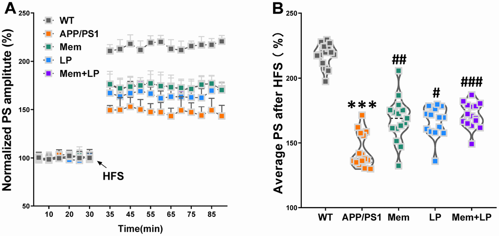 Effect of L. plantarum supplementation on long-term potentiation (LTP) decline in APP/PS1 mice. The population spike (PS) amplitudes and LTP induction were recorded in WT and APP/PS1 mice (A). Summary of average PS amplitude (31-90 minutes) from all experiments shown in A (B). ***Pt-tests. #P##P###Ppost hoc test. All values are mean ± S.D. n=15. W=wild type; Mem=memantine; LP=L. plantarum.