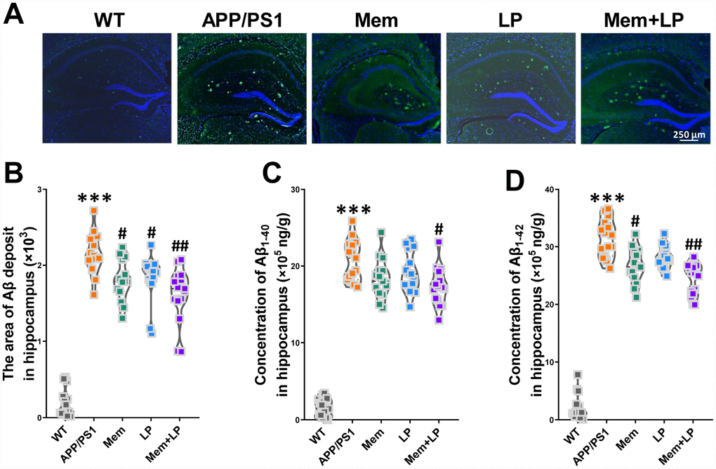 Effect of L. plantarum supplementation on Αβ deposition in APP/PS1 mice. Representative immunofluorescence staining images showing Αβ plaques (green and indicated by red arrows) in the hippocampus of WT and APP/PS1 mice (A). Quantitative analysis of Αβ plaques (B), Aβ1-40 (C) and Aβ1-42 (D) in the hippocampus was used by Image Pro Plus 6.0 software and AlphaLISA assay. ***Pt-tests. #P##PL. plantarum.