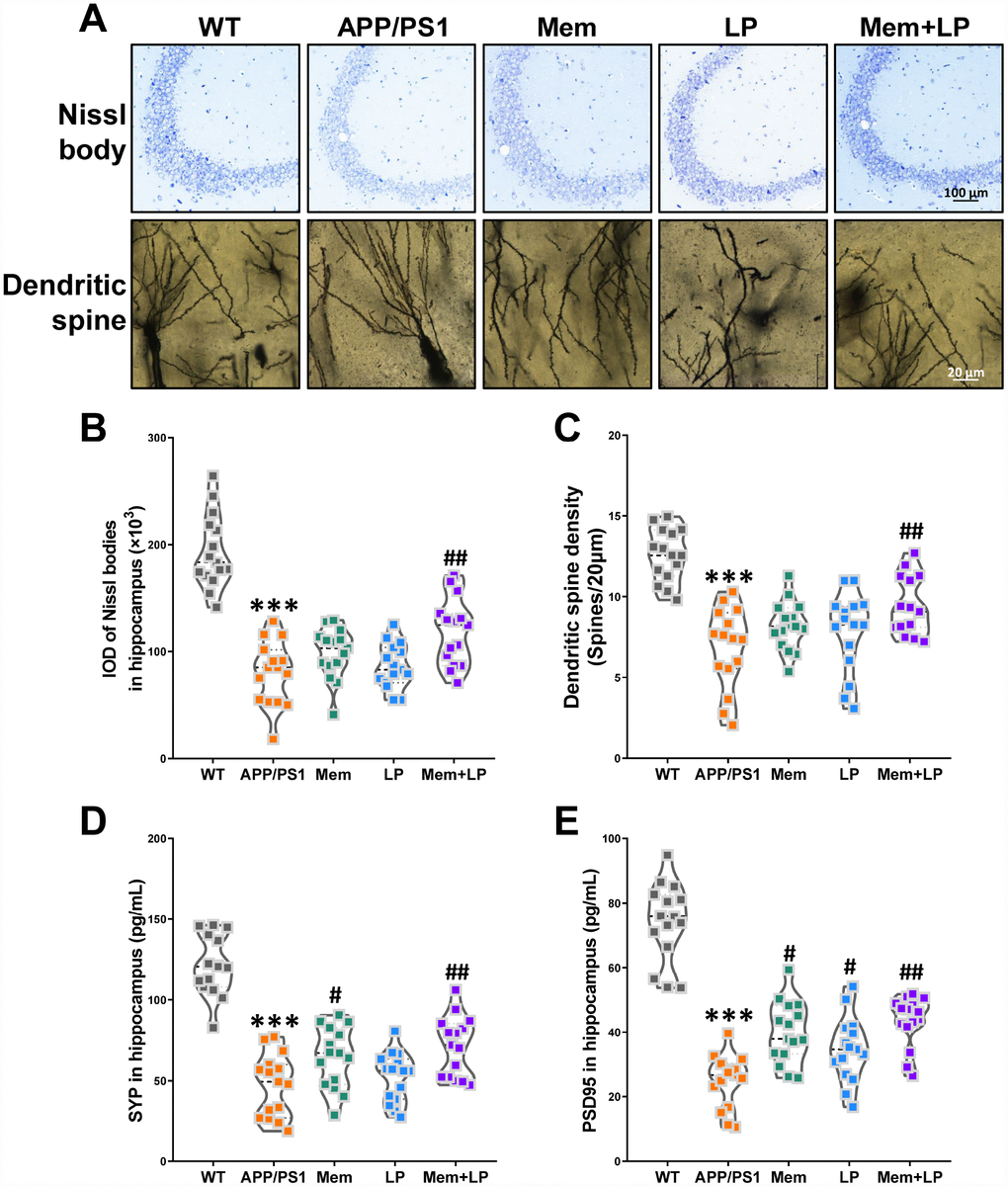 Effects of L.plantarum supplementation on hippocampal neuron and plasticity in APP/PS1 mice. Representative images of Nissl staining images (upper panel) and dendritic spines (lower panel) under microscopy in the hippocampus of WT and APP/PS1 mice (A). Quantification of and Nissl bodies (B) and mean dendritic spine density (C). The expression of hippocampal synaptophysin (D) and PSD95 protein (E). ***Pt-tests. #P##Ppost hoc test. All values are mean ± S.D. n=15. WT=wild type; Mem=memantine; LP=L. plantarum.