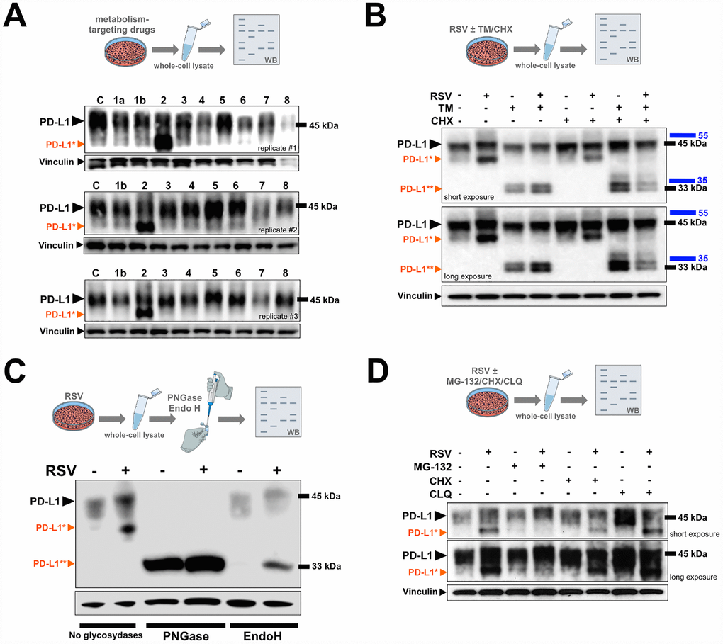 PD-L1 is abnormally glycosylated in response to resveratrol. (A) Representative immunoblot of PD-L1 protein in JIMT-1 cells cultured with or without metformin (1a), phenformin (1b), RSV (2), soraphen A (3), C75 (4), PP242 (5), Torin (6), AICAR (7), or compound C (8). (B, D) Representative immunoblots of PD-L1 protein in JIMT-1 cells cultured in the absence of presence of RSV, tunicamycin (TM), and/or cycloheximide (CHX), chloroquine (CLQ), and/or MG-132. (C) PD-L1 glycosylation patterns obtained from cell lysates of RSV-treated or untreated control cells that were further treated with PNGase F and Endo H and analyzed by western blotting (C: untreated control; black arrowhead, glycosylated PD-L1; *orange arrowhead, abnormal glycosylated PD-L1 form; **orange arrowhead, non-glycosylated PD-L1).